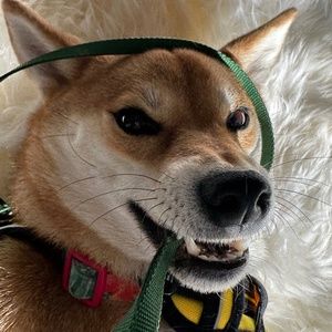 Meet your Posher, Ting